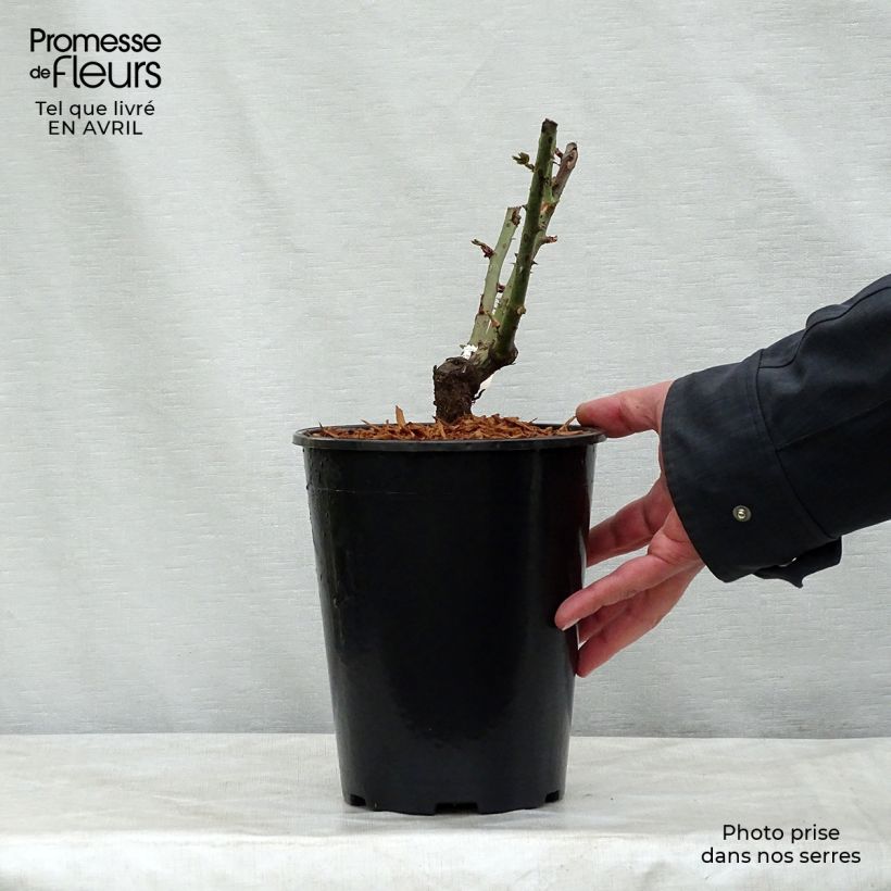 Rosal Mamy Blue Maceta 4L/5L Ejemplar entregado en la primavera