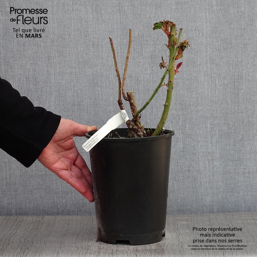 Rosal Marc Chagall Maceta 3L/4L Ejemplar entregado en invierno