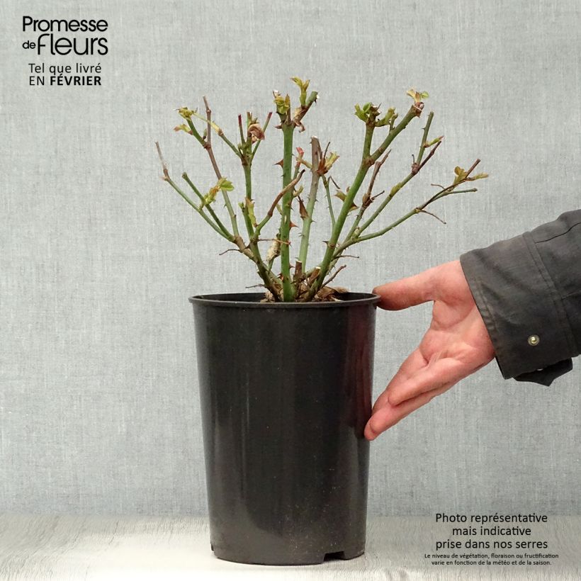 Rosal Mme A. Meilland Maceta 4L/5L Ejemplar entregado en invierno