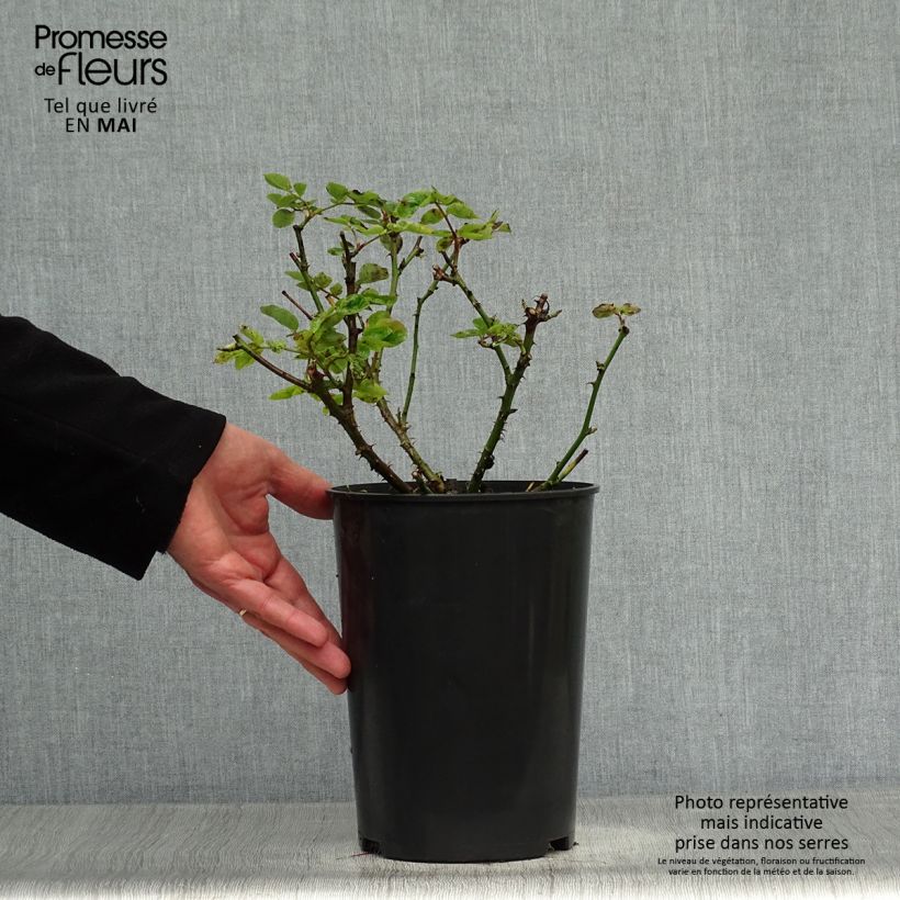 Rosal Mme A. Meilland Maceta 4L/5L Ejemplar entregado en la primavera
