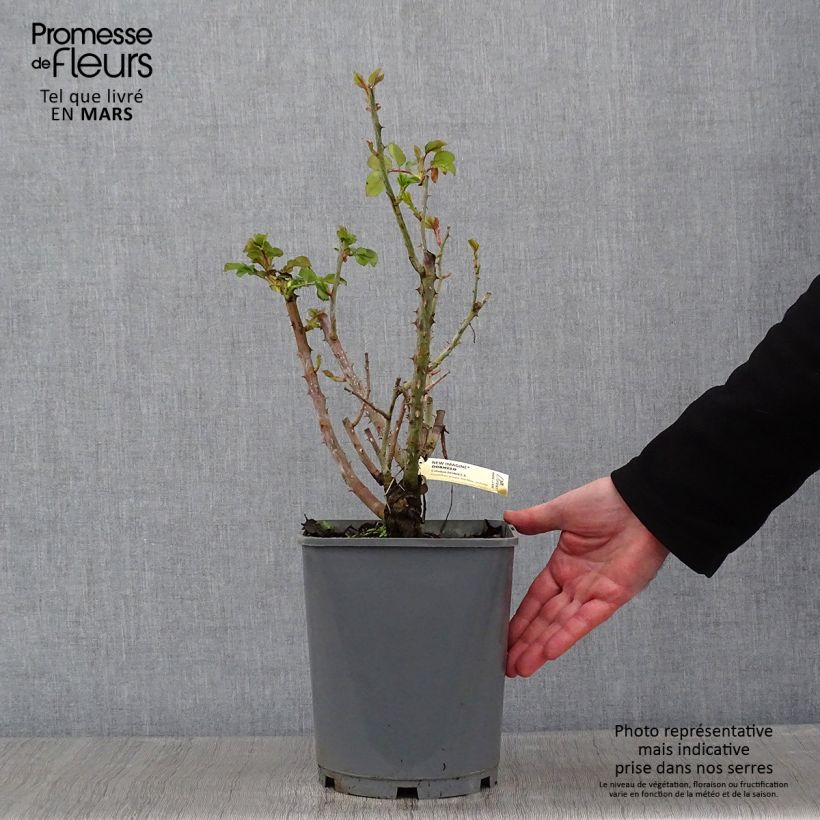 Rosal New Imagine Maceta 4L/5L Ejemplar entregado en invierno