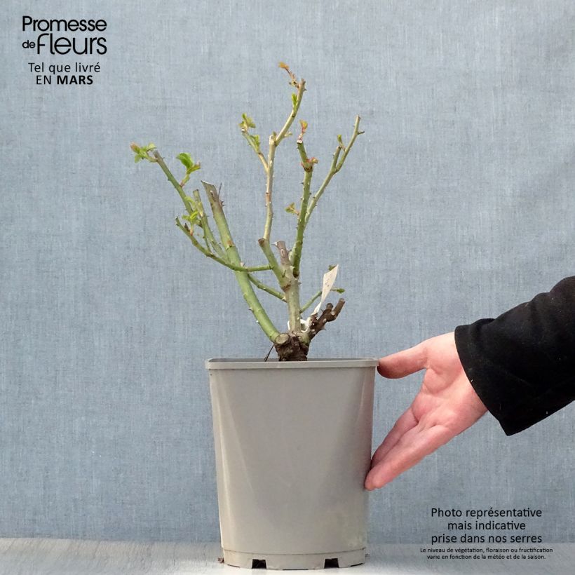 Rosal New Imagine Maceta 4L/5L Ejemplar entregado en la primavera