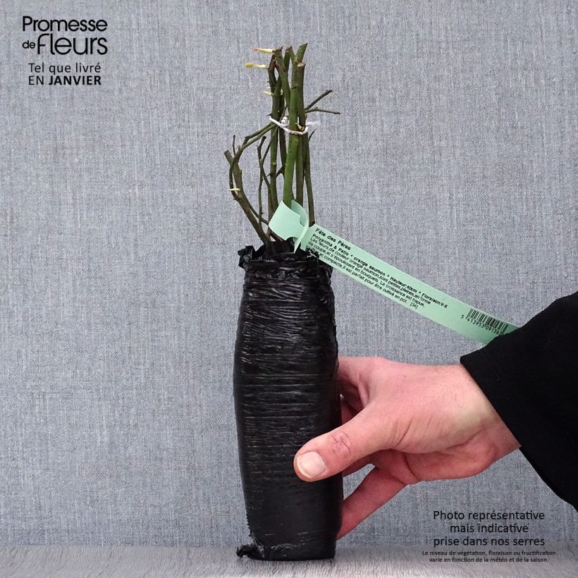 Rosal Nostalgie Raíz desnuda Ejemplar entregado en invierno