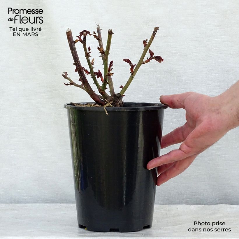 Rosal Nostalgie Maceta 4L/5L Ejemplar entregado en la primavera