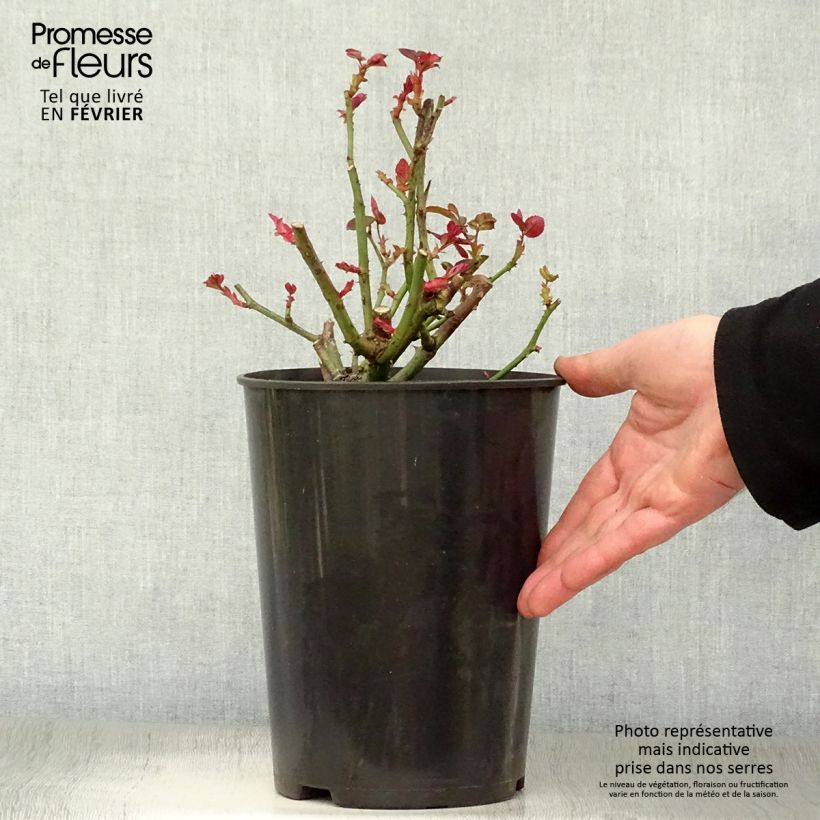 Rosal Nuage Parfumé Maceta 3L/4L Ejemplar entregado en invierno