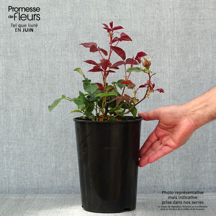 Rosal Nuage Parfumé Maceta 3L/4L Ejemplar entregado en la primavera