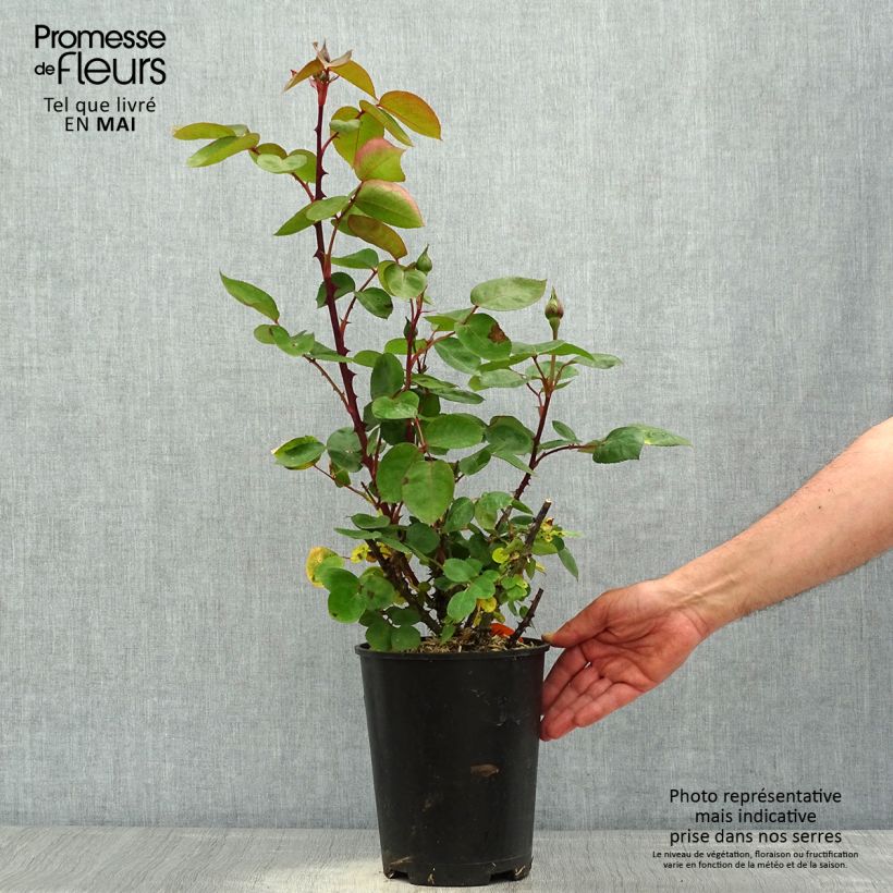 Rosal Panthere Rose Maceta 4L/5L Ejemplar entregado en la primavera