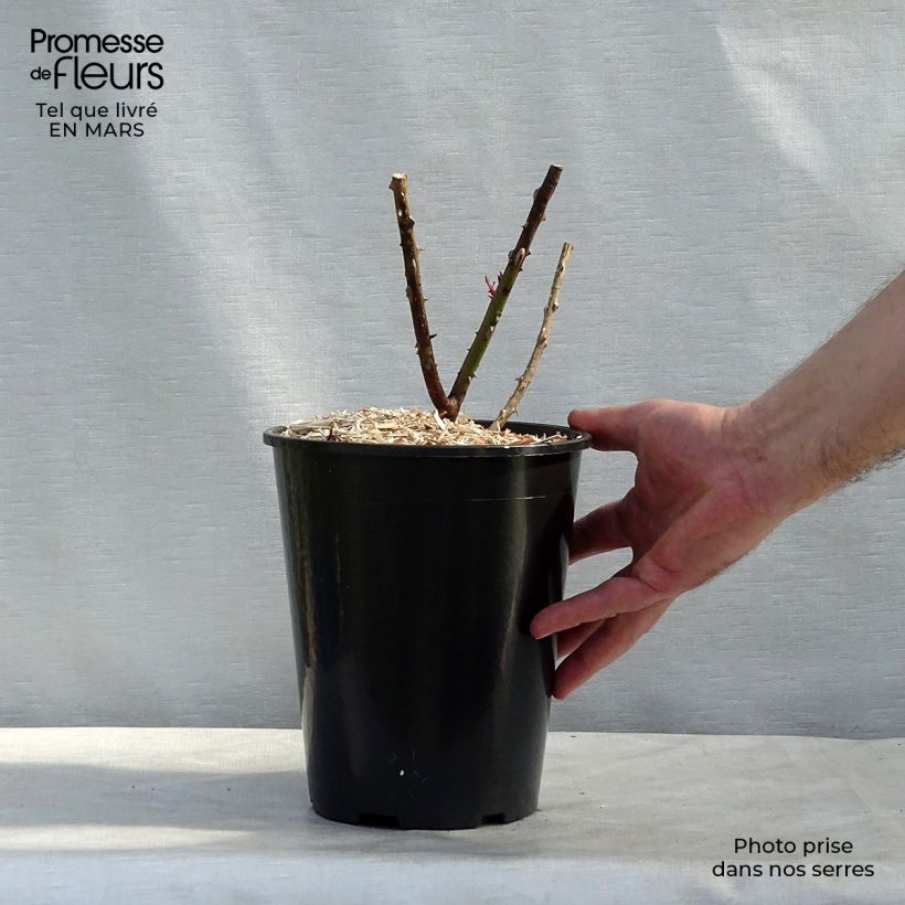 Rosal Papa Meilland Meicesar Maceta 4L/5L Ejemplar entregado en invierno