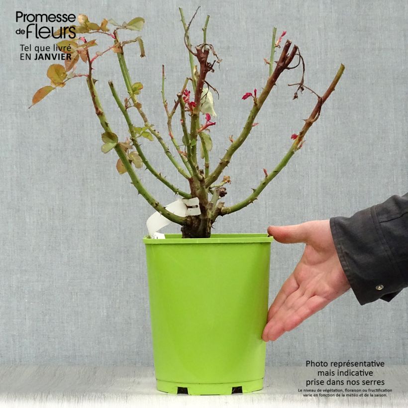 Rosal Pape Jean-Paul II Maceta 4L/5L Ejemplar entregado en invierno