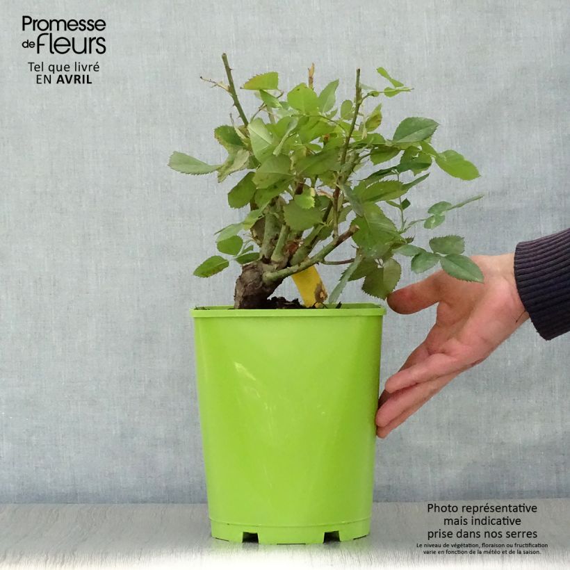 Rosal Pape Jean-Paul II Maceta 4L/5L Ejemplar entregado en la primavera