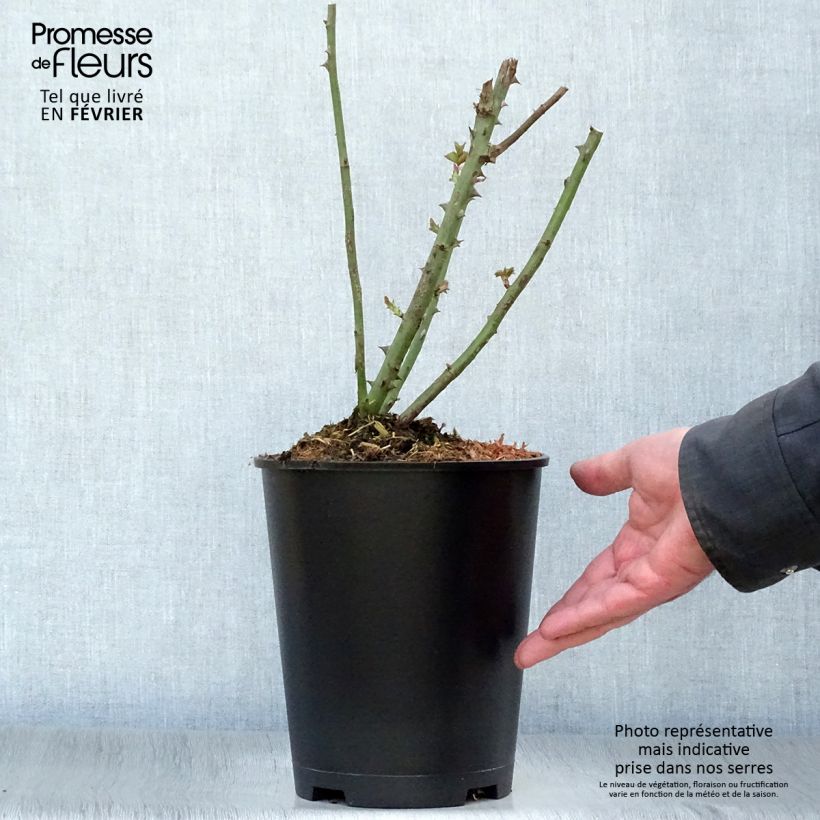 Rosal Paul Ricard Maceta 4L/5L Ejemplar entregado en invierno