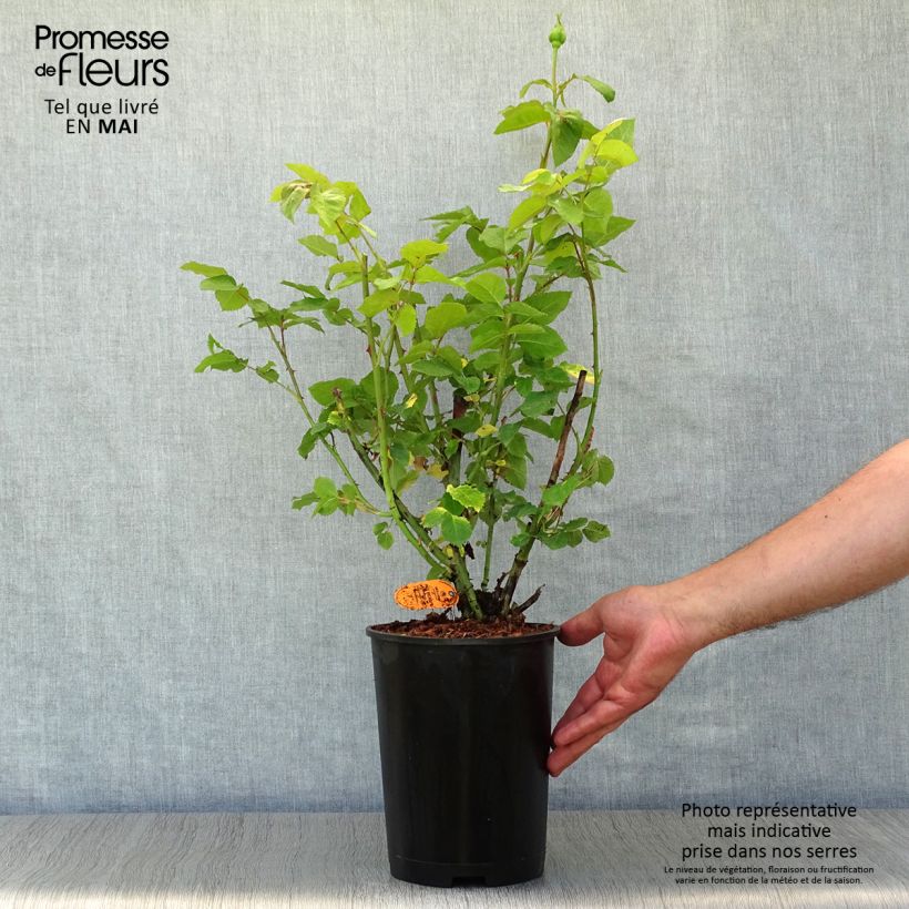 Rosal Paul Ricard Maceta 4L/5L Ejemplar entregado en la primavera