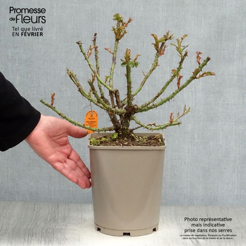 Rosal Pink Eureka Maceta 4L/5L Ejemplar entregado en invierno