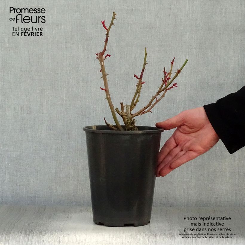 Rosal Princesse Alexandra Renaissance Maceta 4L/5L Ejemplar entregado en invierno