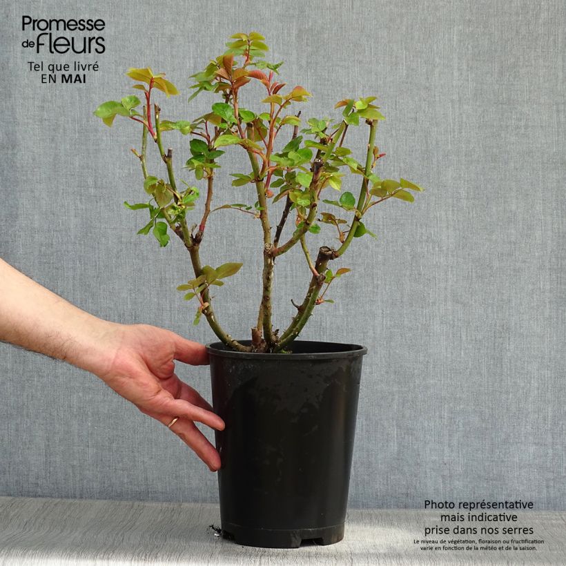 Rosal Remember Maceta 4L/5L Ejemplar entregado en la primavera