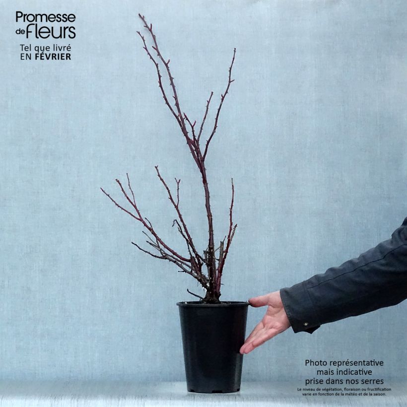 Rosal Rose Clos Vougeot Maceta 4L/5L Ejemplar entregado en invierno