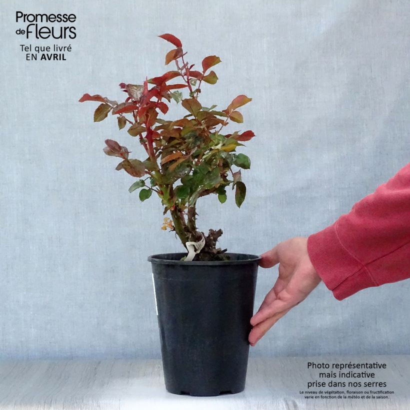 Rosal Rose Clos Vougeot Maceta 4L/5L Ejemplar entregado en la primavera