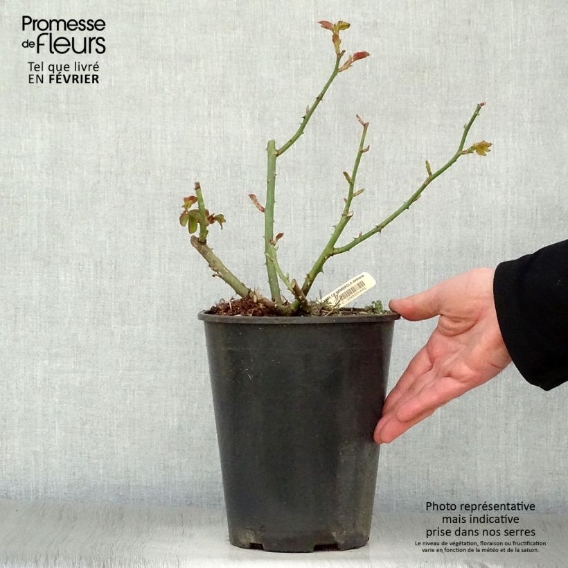 Rosal Rose Lalande de Pomerol Maceta 3L/4L Ejemplar entregado en invierno