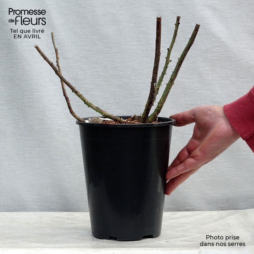 Rosal Rose Lalande de Pomerol Maceta 3L/4L Ejemplar entregado en la primavera