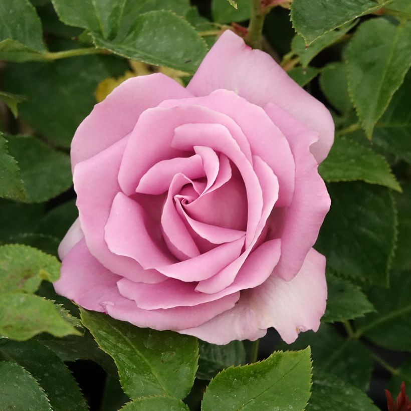 Rosal Rose Synactif by Shiseido (Floración)
