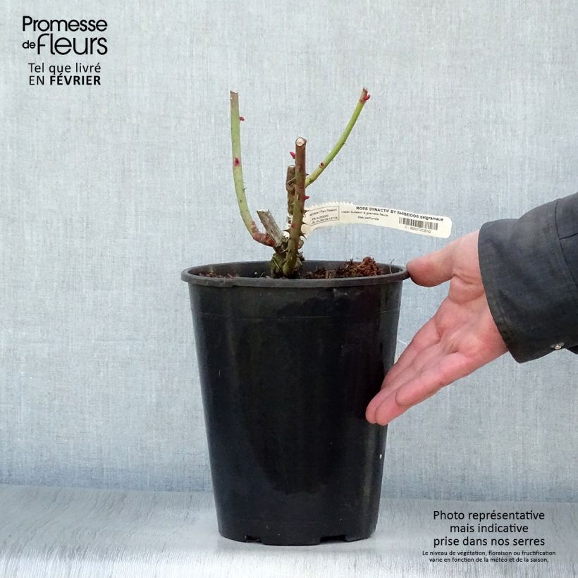 Rosal Rose Synactif by Shiseido Maceta 4L/5L Ejemplar entregado en invierno