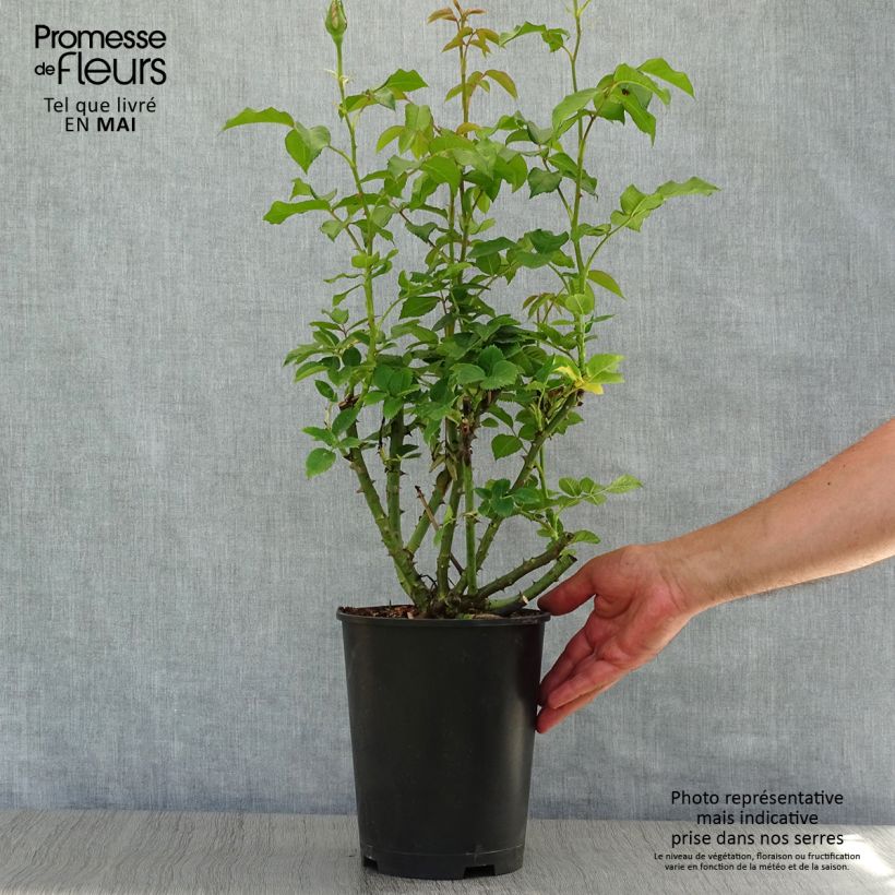 Rosal Sandrine Quétier Maceta 4L/5L Ejemplar entregado en la primavera