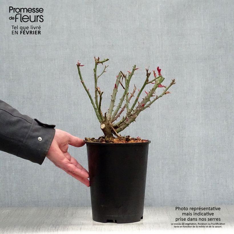 Rosal Special Anniversary Maceta 4L/5L Ejemplar entregado en invierno