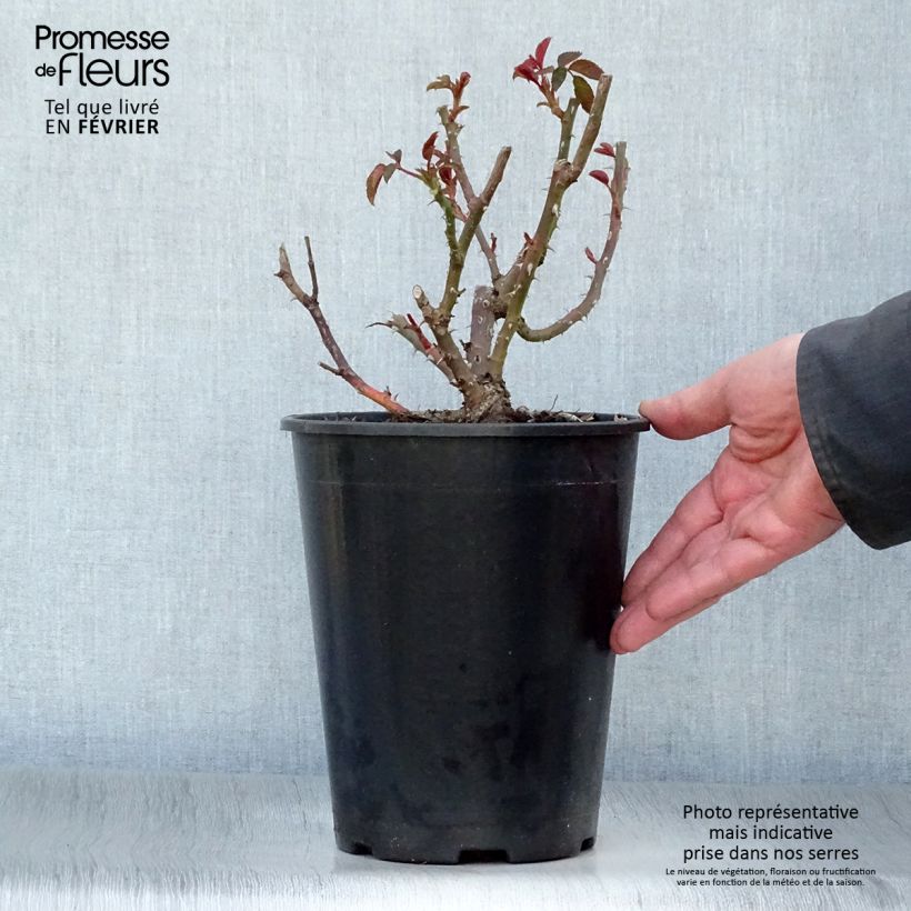 Rosal Sunny Sky Maceta 4L/5L Ejemplar entregado en invierno