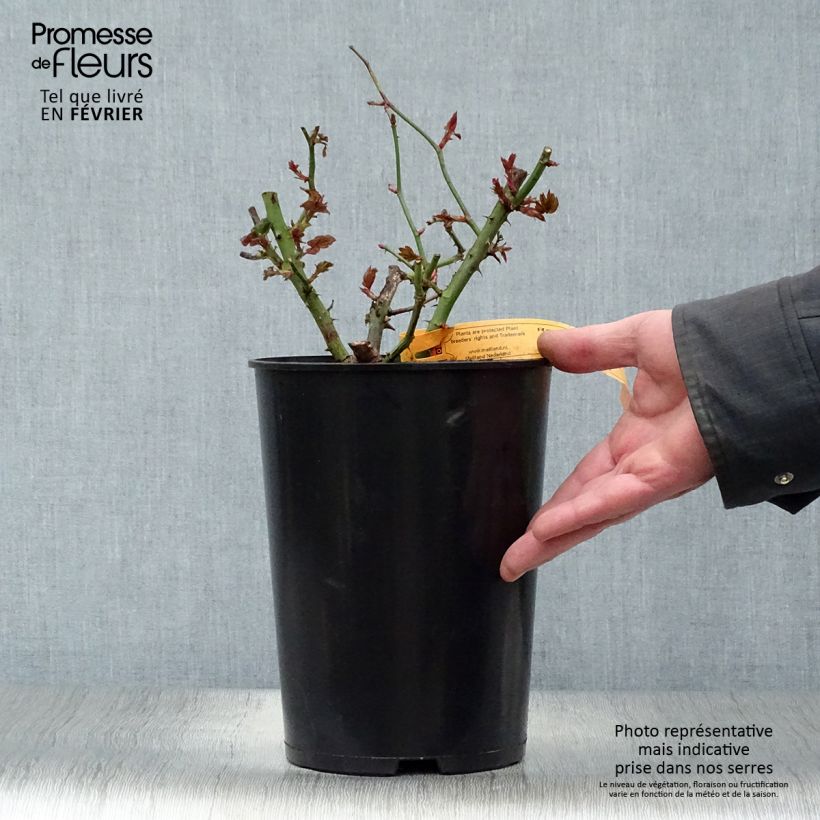 Rosal Terracotta Maceta 4L/5L Ejemplar entregado en invierno