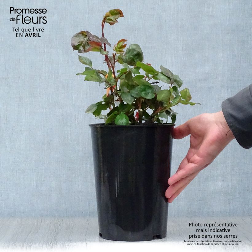 Rosal Terracotta Maceta 4L/5L Ejemplar entregado en la primavera