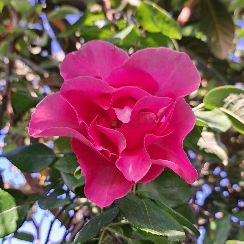 Rosal The McCartney Rose (Floración)