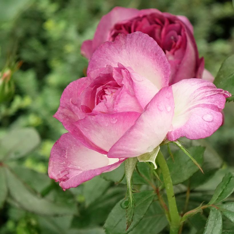 Rosal Thierry Marx (Floración)