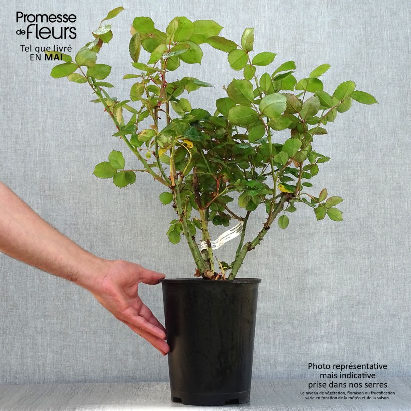 Rosal Thierry Marx Maceta 4L/5L Ejemplar entregado en la primavera