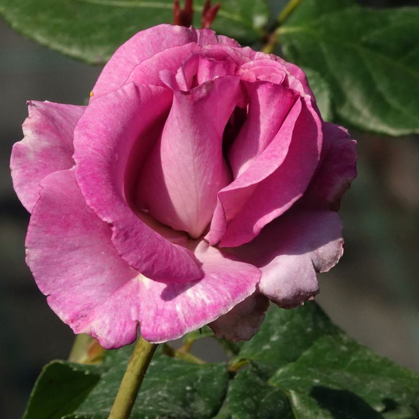 Rosal Violette Parfumée (Floración)