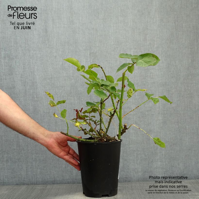 Rosal Violette Parfumée Maceta 4L/5L Ejemplar entregado en la primavera