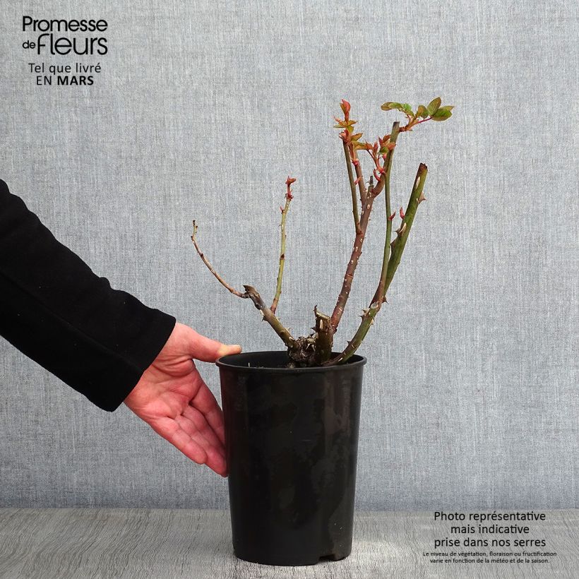 Rosal Arthur Bell Maceta 2L/3L Ejemplar entregado en invierno