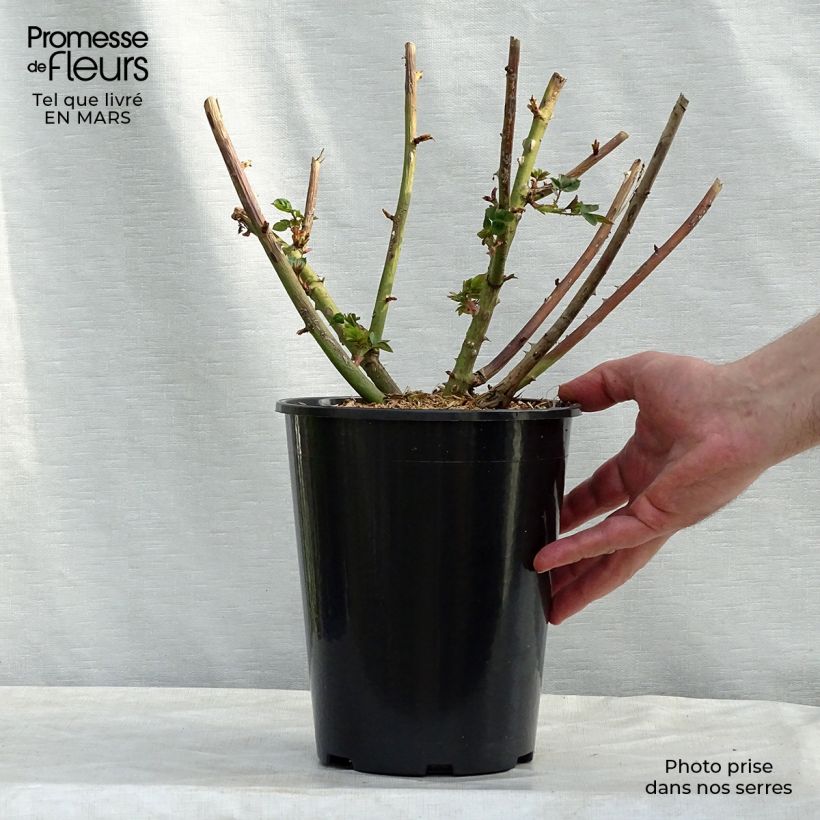 Rosal Eveline Wild Maceta 4L/5L Ejemplar entregado en invierno