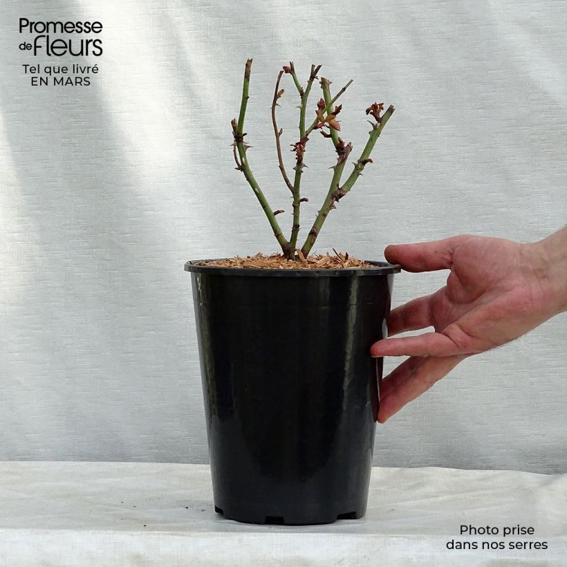 Rosal Nadia Zerouali Maceta 4L/5L Ejemplar entregado en invierno