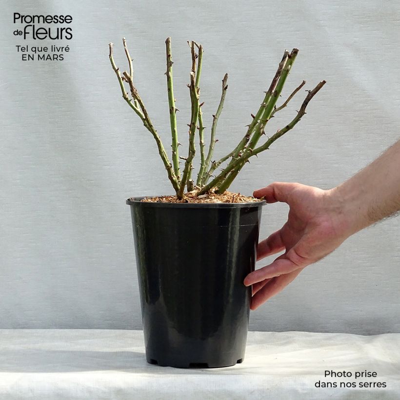 Rosal Renée van Wegberg Maceta 4L/5L Ejemplar entregado en invierno