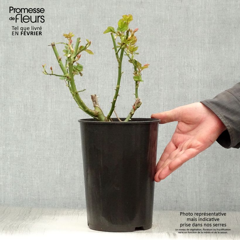 Rosal Sophie Luise Maceta 4L/5L Ejemplar entregado en invierno