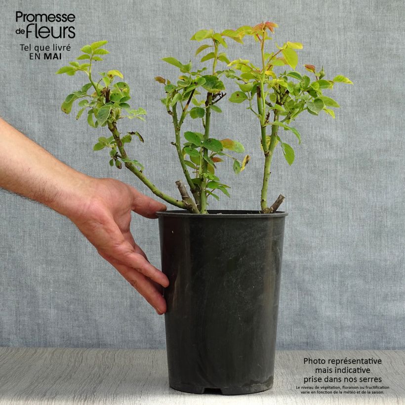 Rosal Sophie Luise Maceta 4L/5L Ejemplar entregado en la primavera