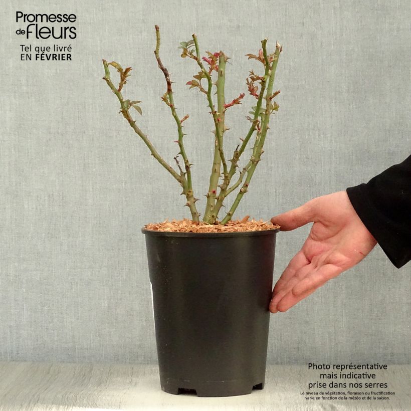 Rosal Sweet Honey Kormecaso Maceta 4L/5L Ejemplar entregado en invierno