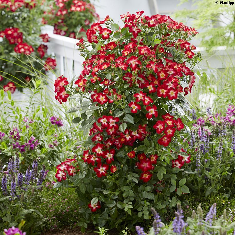 Rosal Everglow Ruby (Porte)