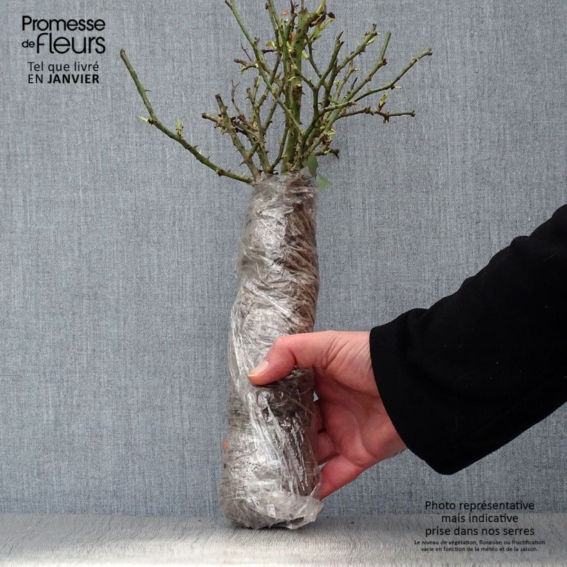 Rosal Picnic - Rosal con pétalos comestibles Raíz desnuda Ejemplar entregado en invierno