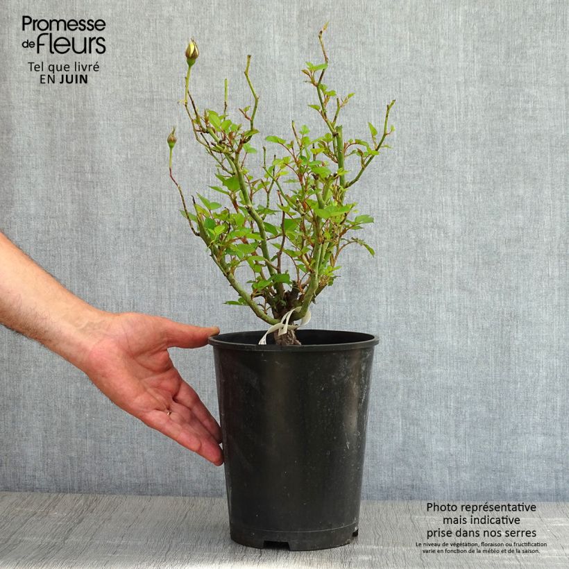 Rosal Picnic - Rosal con pétalos comestibles Maceta 4L/5L Ejemplar entregado en la primavera