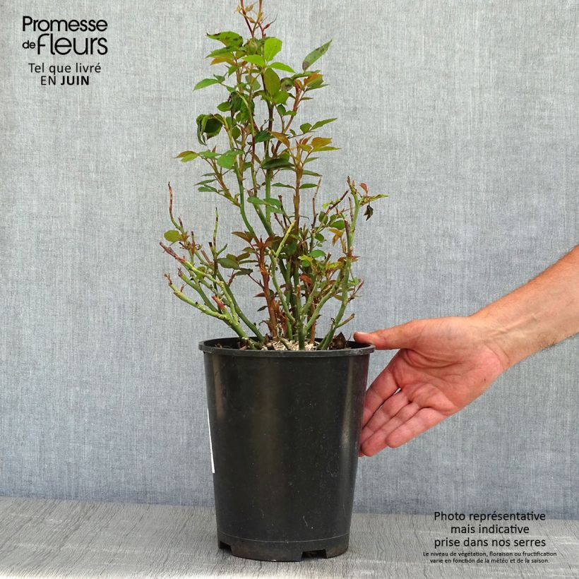 Rosal Tiramisu Bio - Rosal con pétalos comestibles Maceta 4L/5L Ejemplar entregado en la primavera