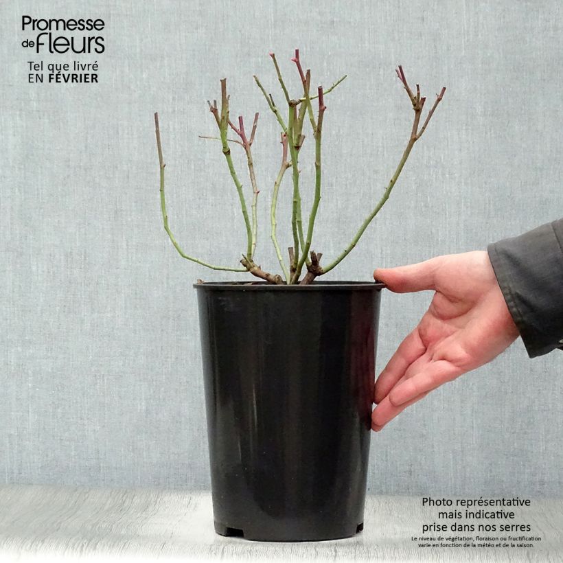 Rosal gallica Cardinal de Richelieu Maceta 4L/5L Ejemplar entregado en invierno