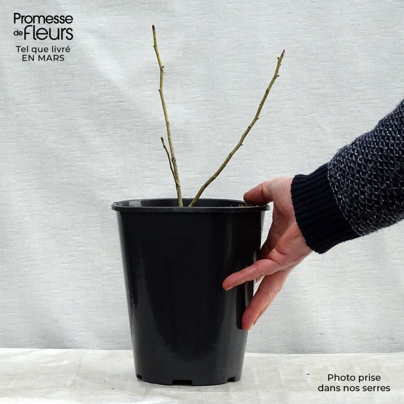 Rosal centifolia Cristata Maceta 4L/5L Ejemplar entregado en invierno