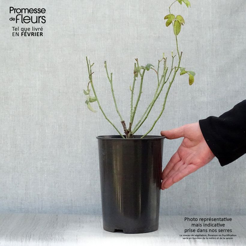 Rosal gallica Charles de Mills - Rosal de Castilla Maceta 4L/5L Ejemplar entregado en invierno