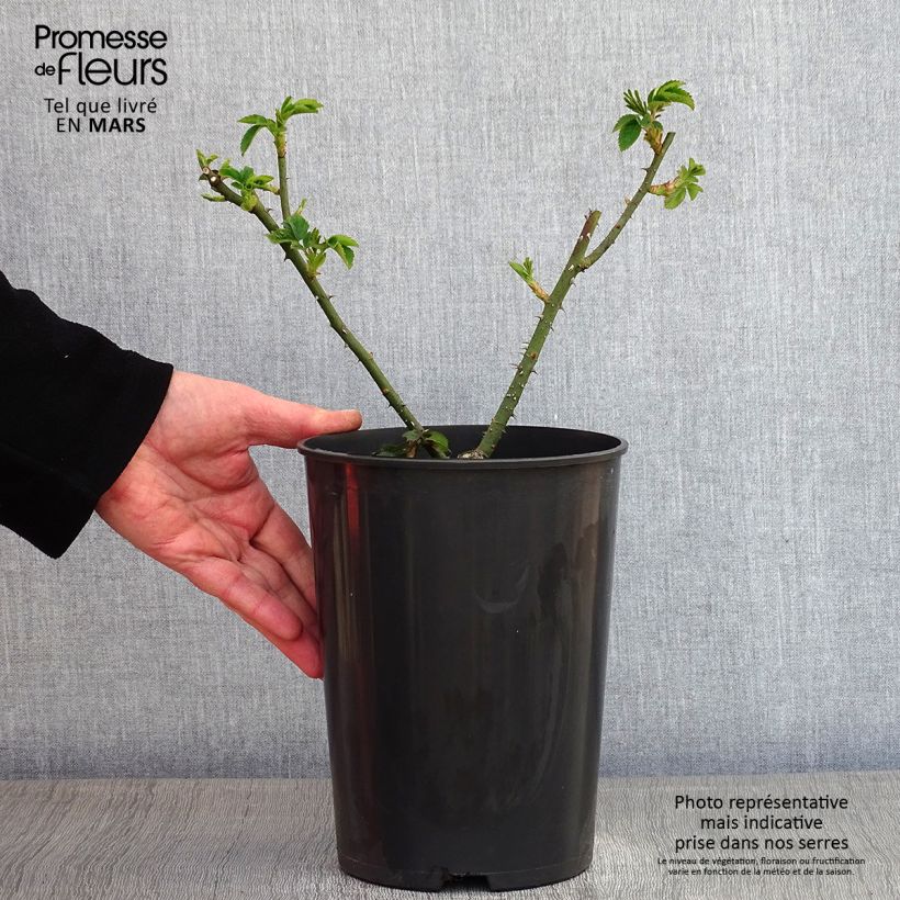 Rosal gallica Complicata - Rosal de Castilla Maceta 4L/5L Ejemplar entregado en invierno